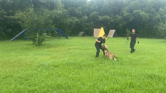 警犬撲咬嫌疑人.jpg