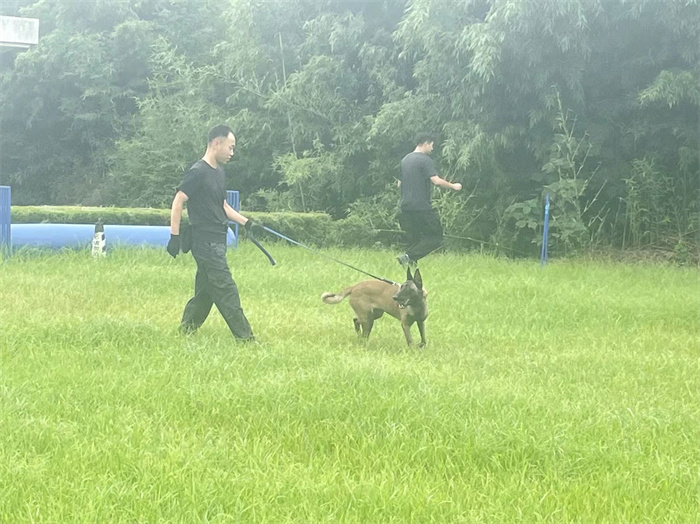 警犬服從訓(xùn)練.jpg