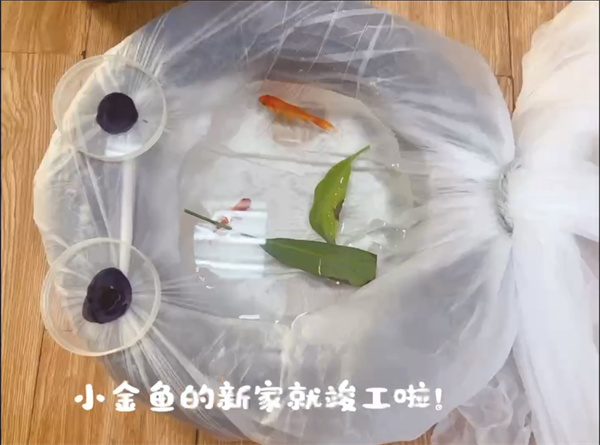 生物-孟雨桐 我給小金魚安個(gè)家.jpg