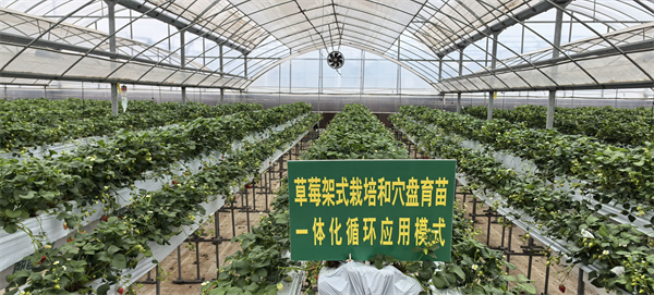 大棚中的現(xiàn)代農(nóng)業(yè)技術(shù).png